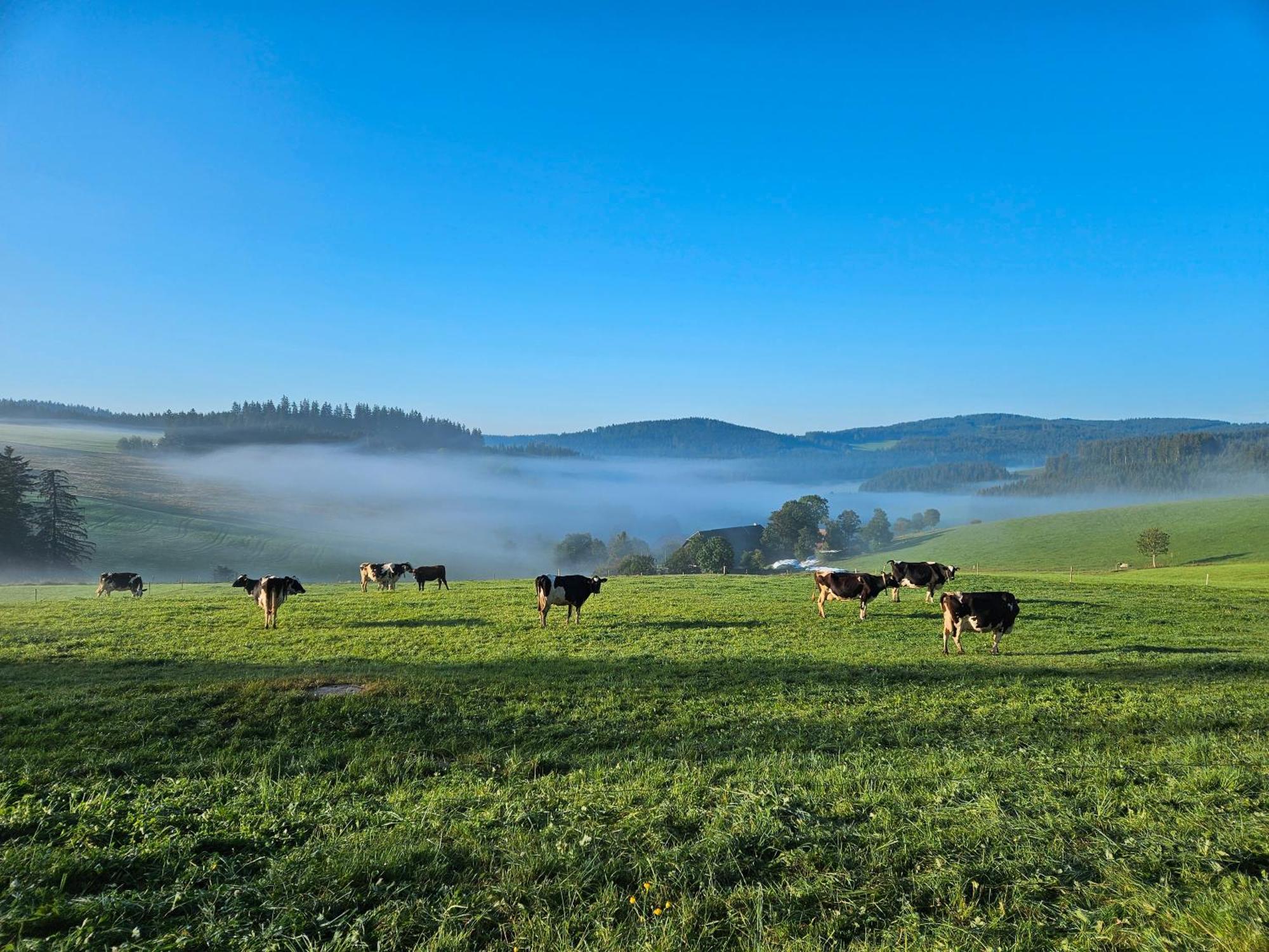 Lorenzenhaeusle Titisee-Neustadt Exteriér fotografie